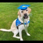 Canine Companions vs. Goodwill: Empowering Independence Comparison